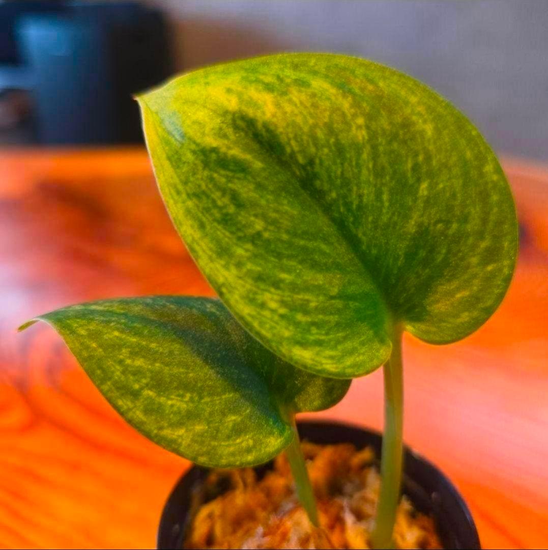 【2点】エキゾチカホログラムバリエガータ & アポラキ、スキンダプサス 発根済