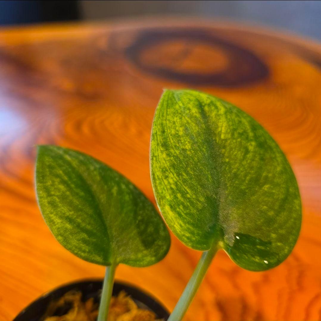 【2点】エキゾチカホログラムバリエガータ & アポラキ、スキンダプサス 発根済