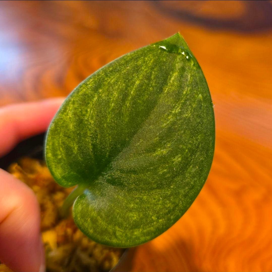 【2点】エキゾチカホログラムバリエガータ & アポラキ、スキンダプサス 発根済