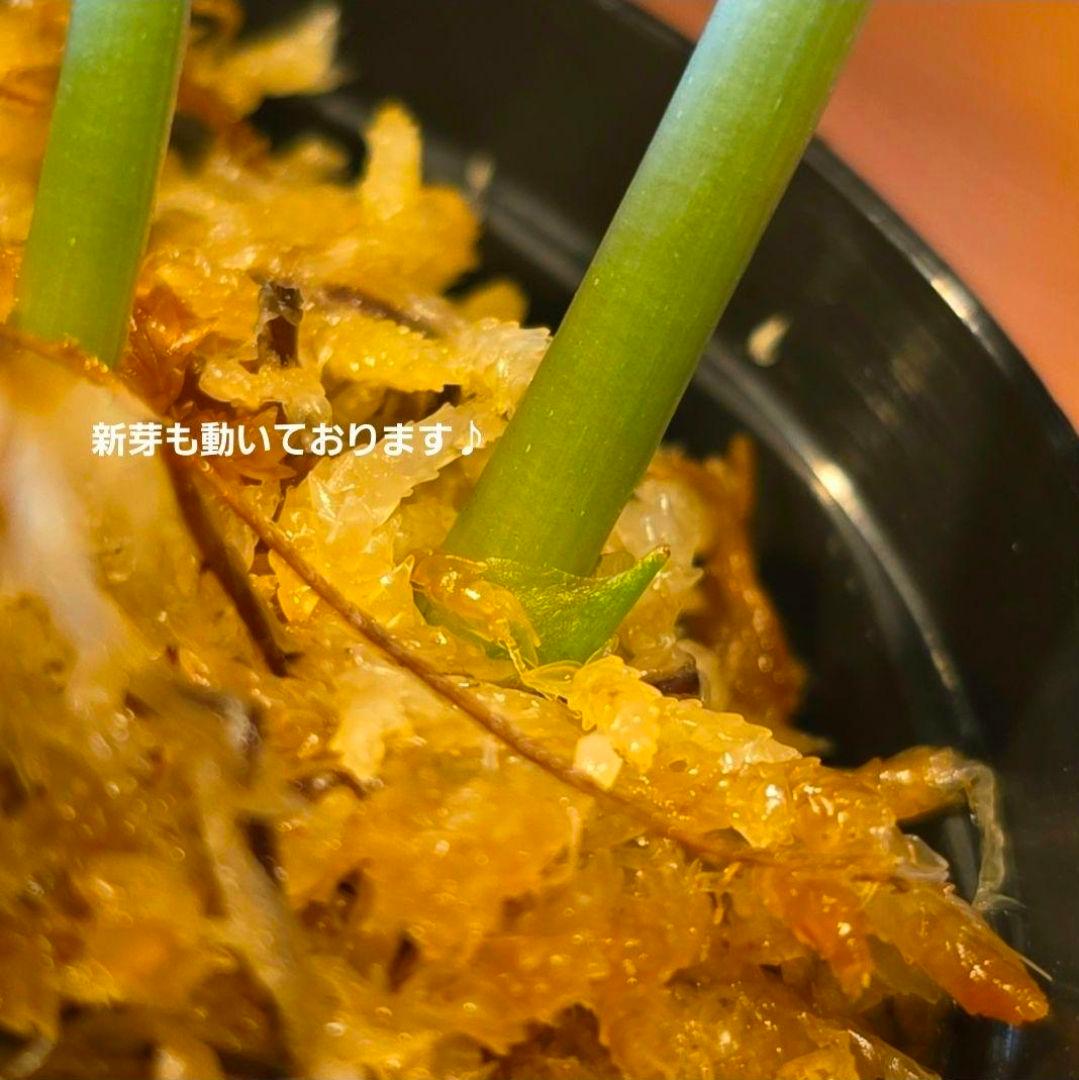 【2点】エキゾチカホログラムバリエガータ & アポラキ、スキンダプサス 発根済