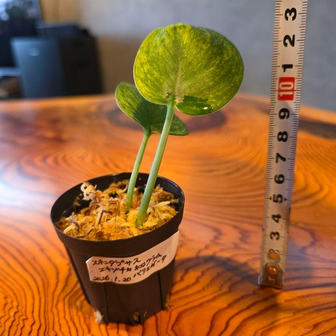 【2点】エキゾチカホログラムバリエガータ & アポラキ、スキンダプサス 発根済