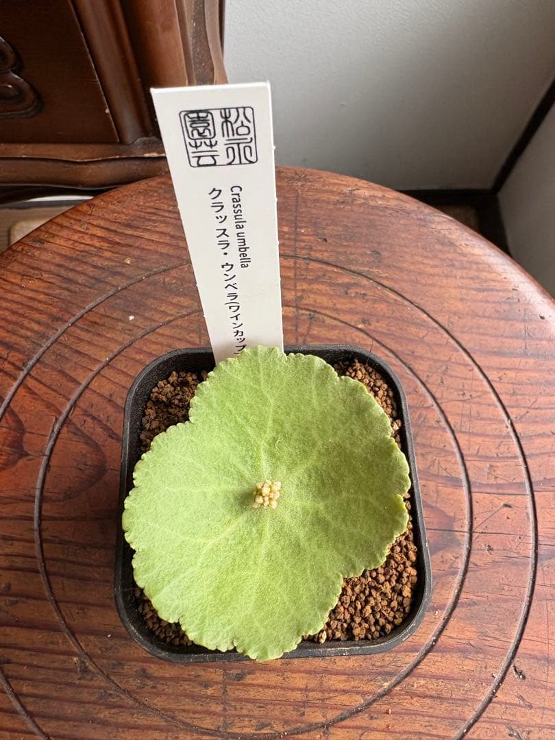 クラッスラ　ウンベラ　ワインカップ　①