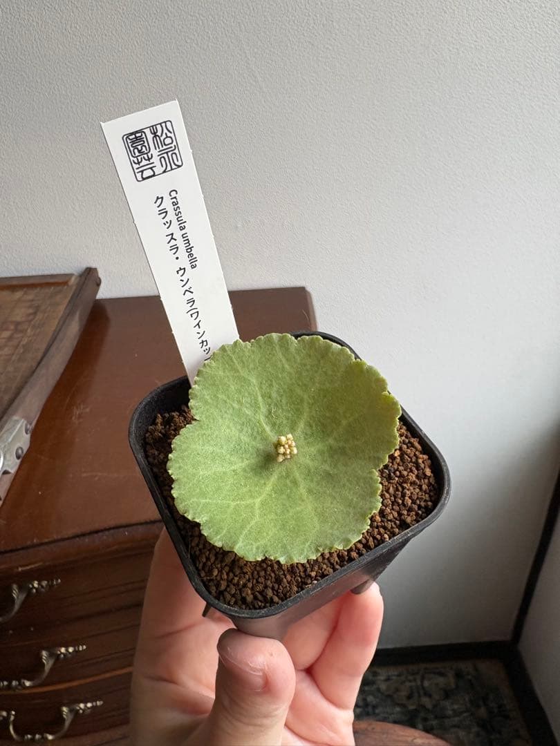 クラッスラ　ウンベラ　ワインカップ　①