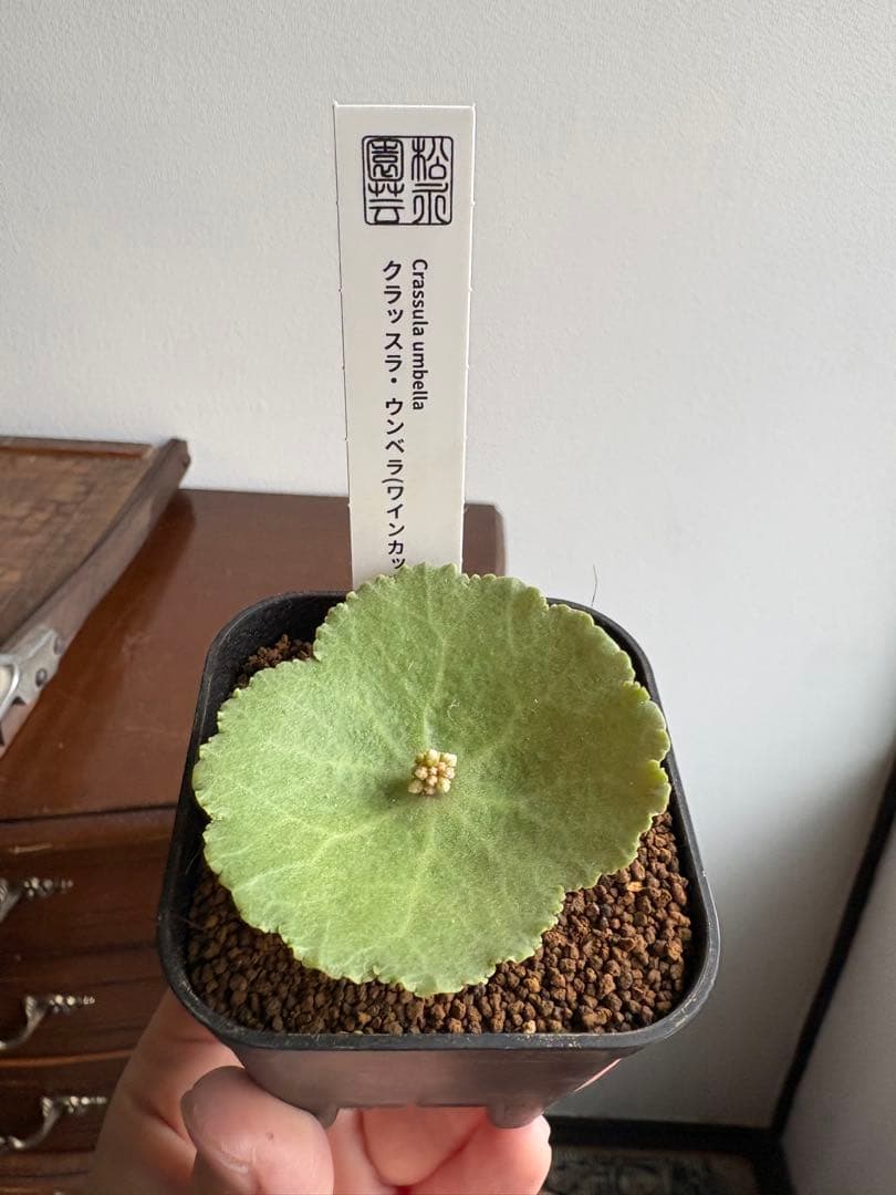 クラッスラ　ウンベラ　ワインカップ　①