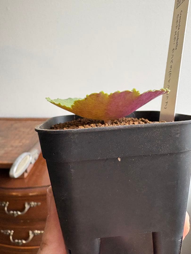 クラッスラ　ウンベラ　ワインカップ　①