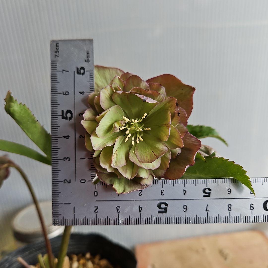 mirakohujin様ご購入苗㉖-393クリスマスローズ