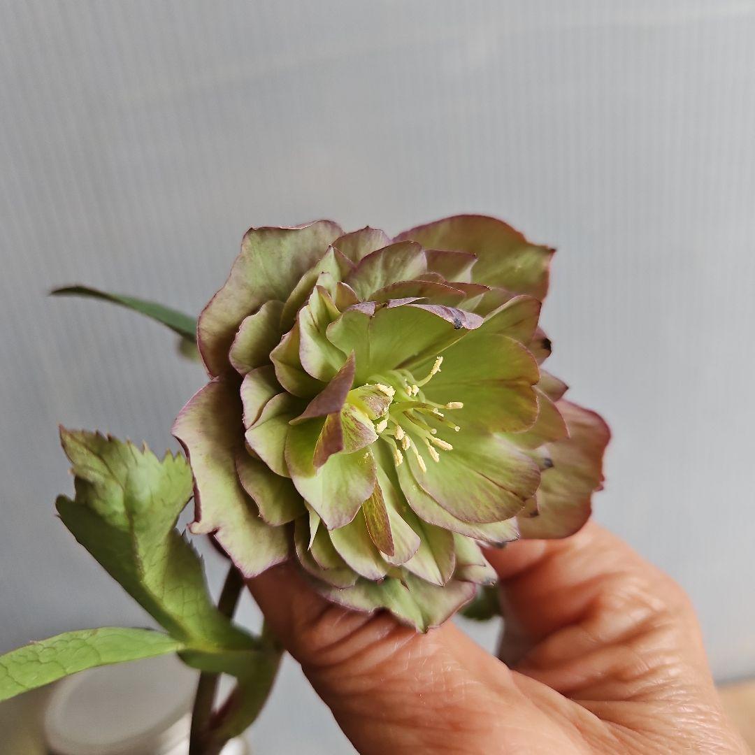 mirakohujin様ご購入苗㉖-393クリスマスローズ