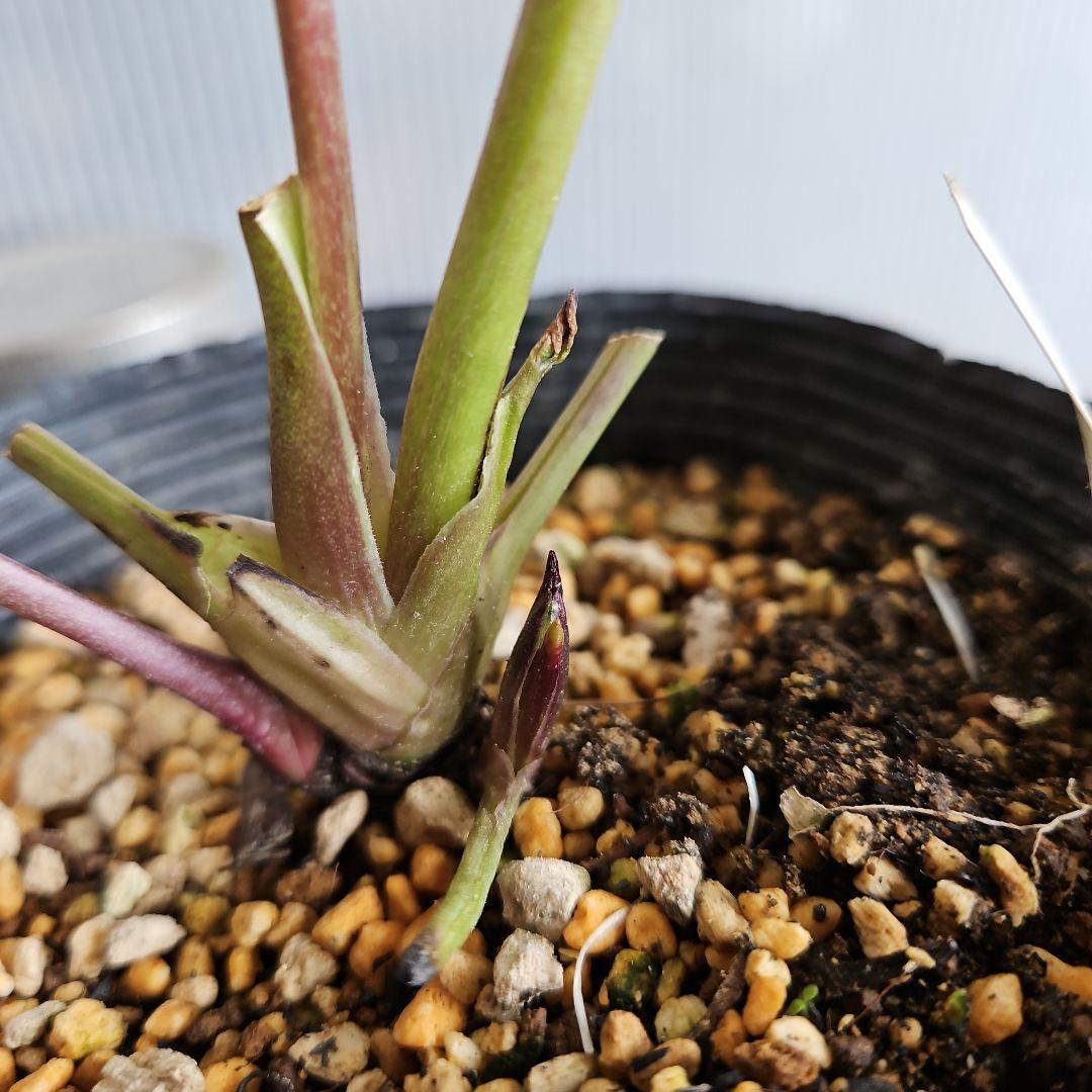 mirakohujin様ご購入苗㉖-393クリスマスローズ