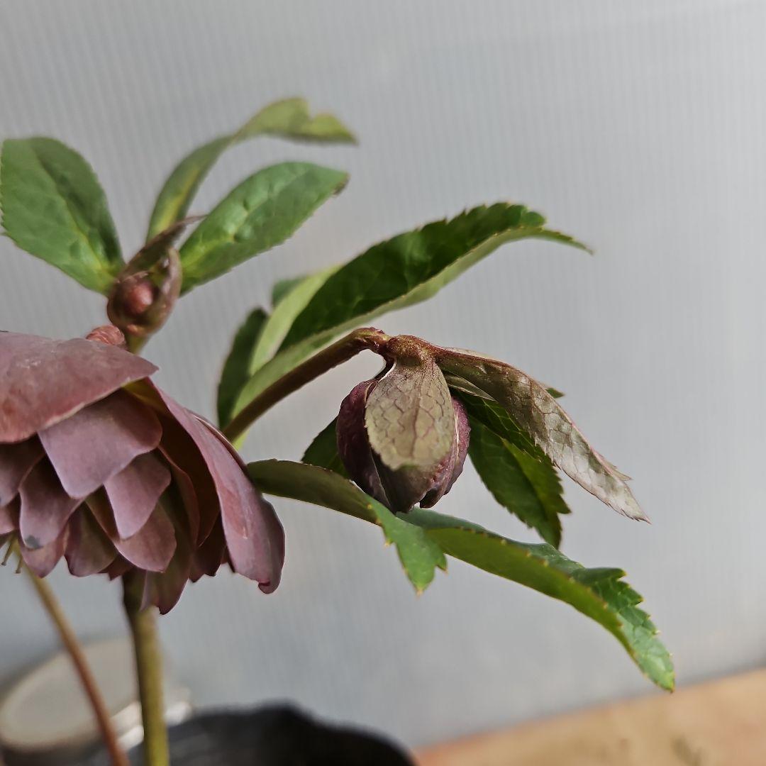 mirakohujin様ご購入苗㉖-393クリスマスローズ