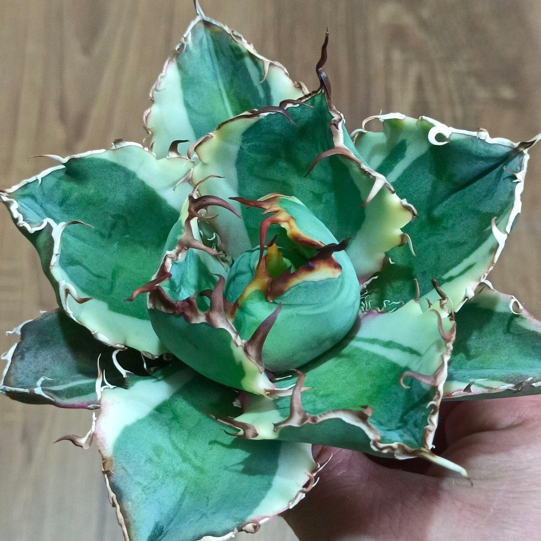 A013 特選 アガベ チタノタ 白鯨錦 覆輪斑 明錦 極上優良大株