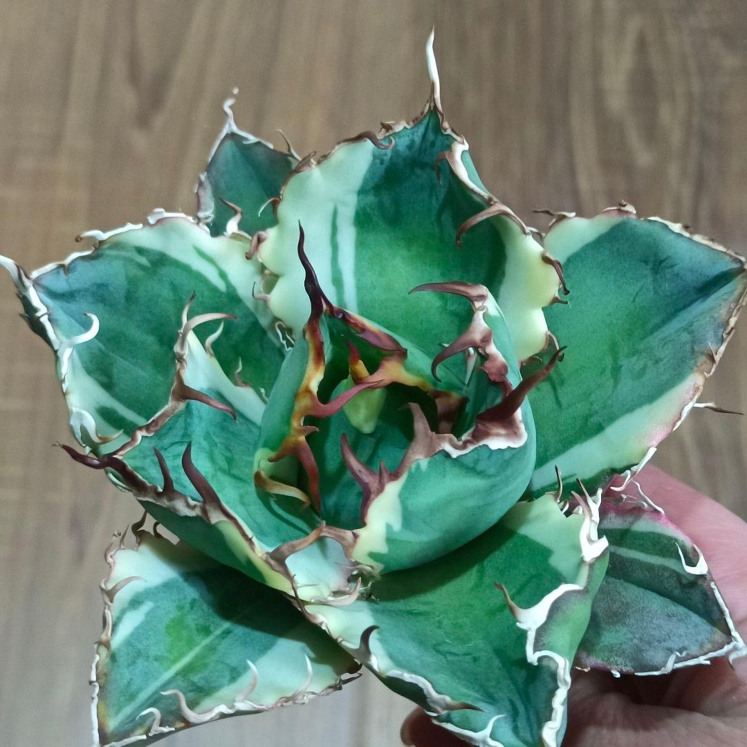 A013 特選 アガベ チタノタ 白鯨錦 覆輪斑 明錦 極上優良大株