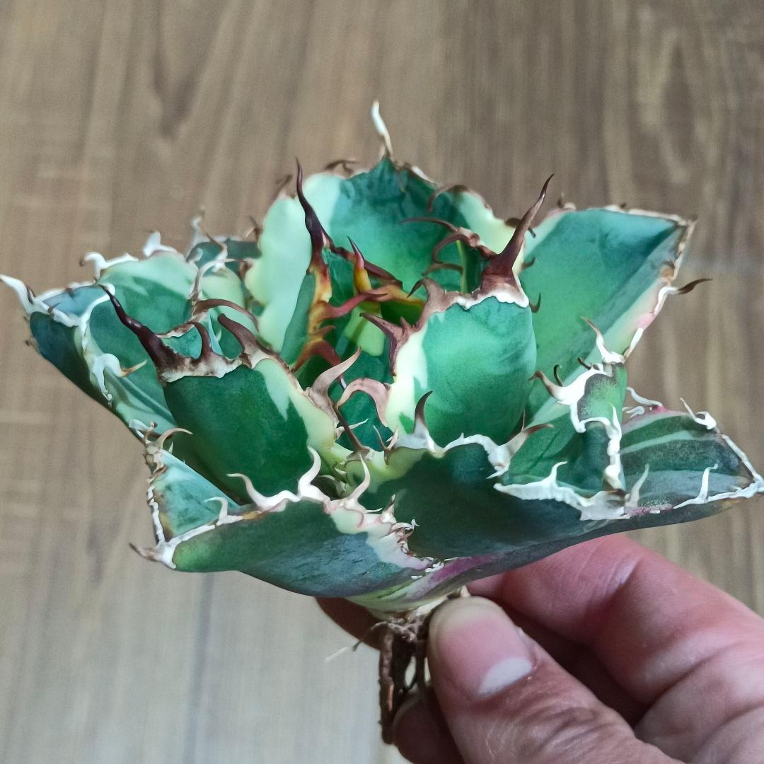 A013 特選 アガベ チタノタ 白鯨錦 覆輪斑 明錦 極上優良大株