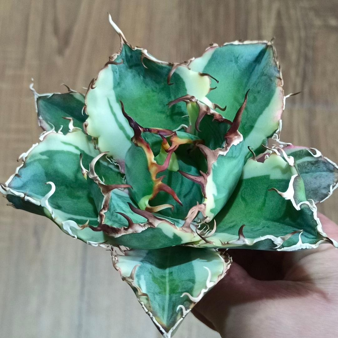 A013 特選 アガベ チタノタ 白鯨錦 覆輪斑 明錦 極上優良大株