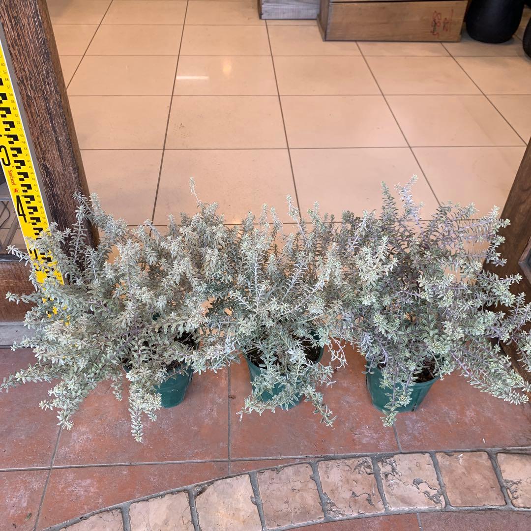 斑入り ウエストリンギア スモーキーホワイト 3個セット