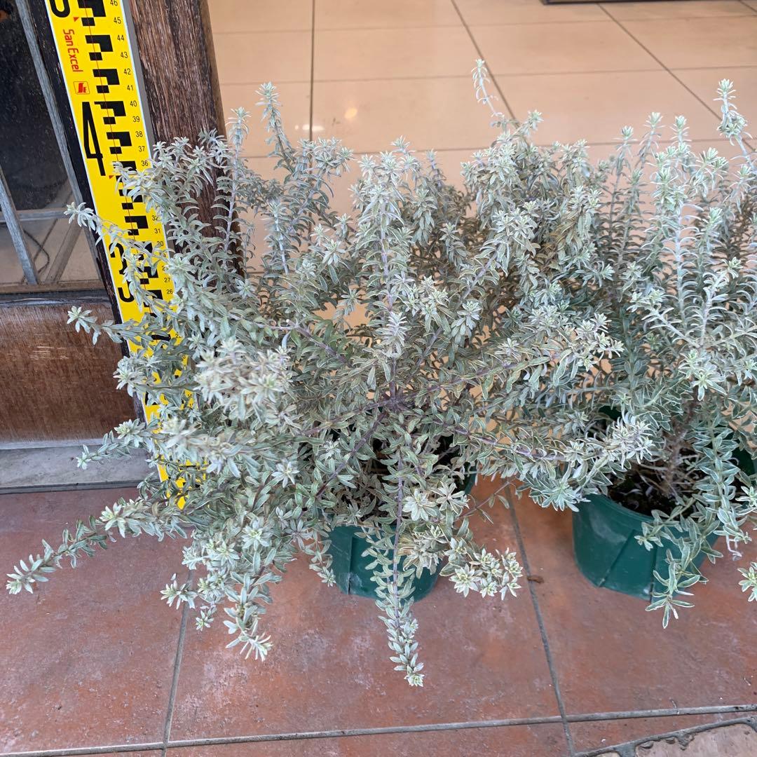 斑入り ウエストリンギア スモーキーホワイト 3個セット