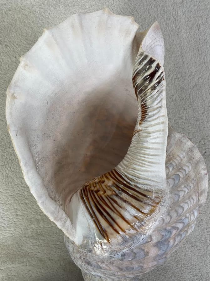 法螺貝 約40cm 837g