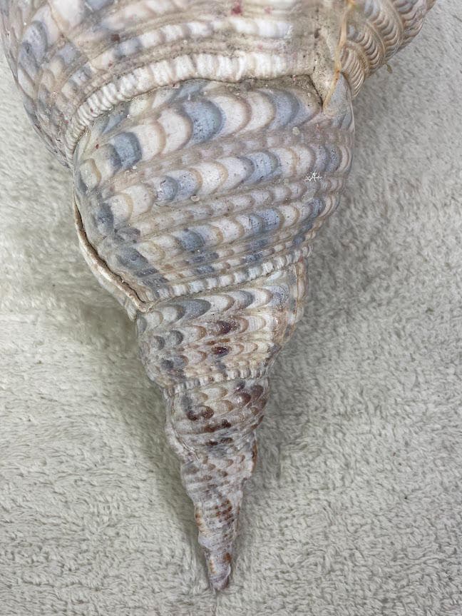 法螺貝 約40cm 837g