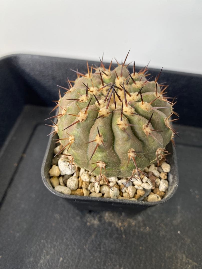 ウ*ニ様 【発根済】　コピアポア　シネレア　黒王丸　01