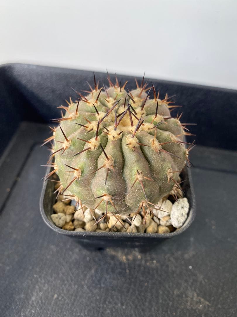 ウ*ニ様 【発根済】　コピアポア　シネレア　黒王丸　01