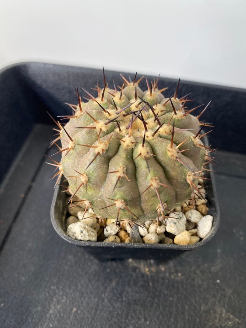 ウ*ニ様 【発根済】　コピアポア　シネレア　黒王丸　01