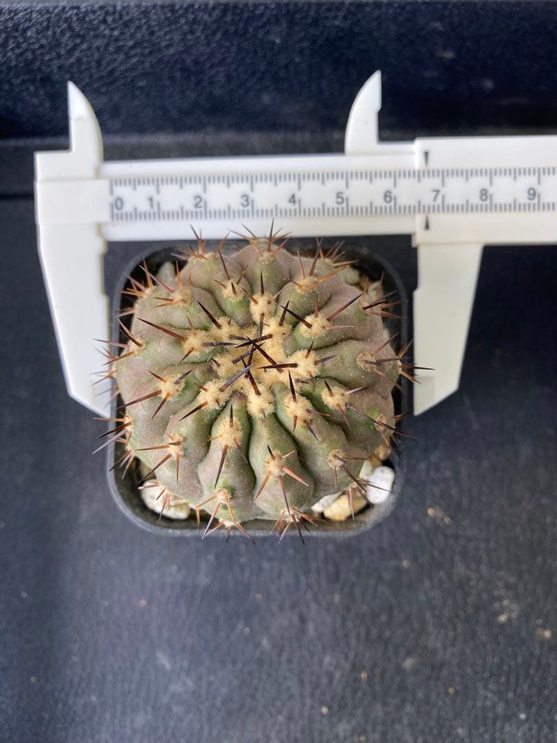 ウ*ニ様 【発根済】　コピアポア　シネレア　黒王丸　01