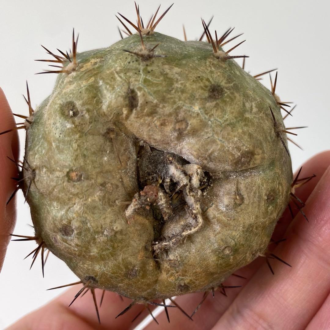 ウ*ニ様 【発根済】　コピアポア　シネレア　黒王丸　01