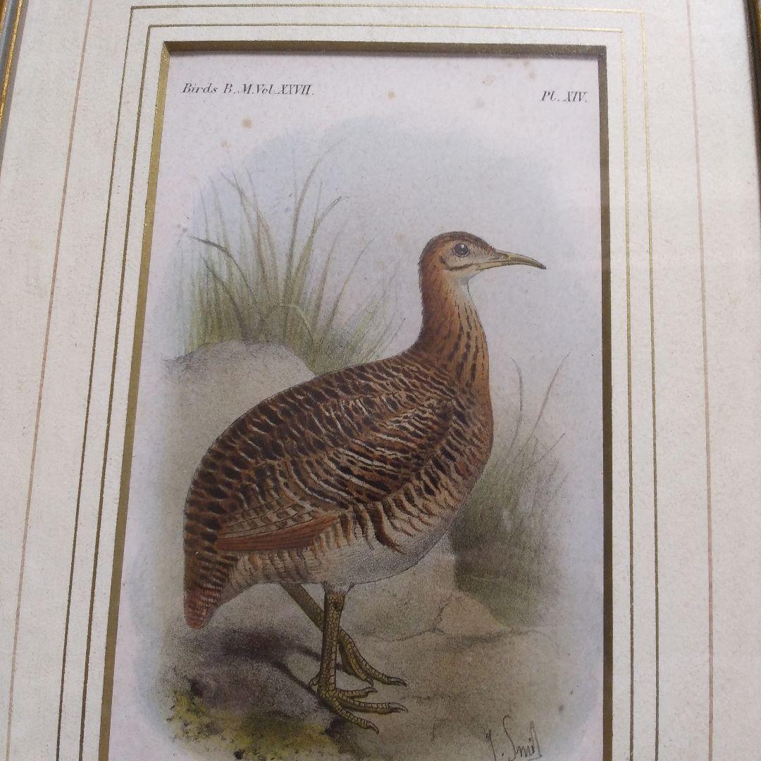 1851年　石版　手彩色