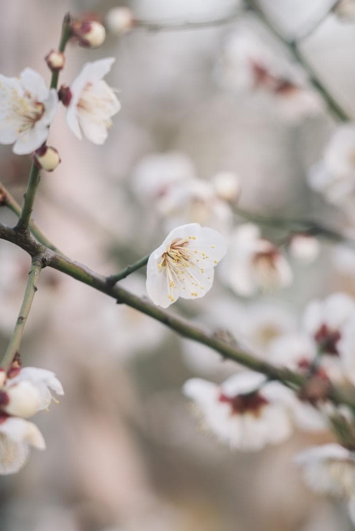 大口径メガネ付き望遠！Leica Elmarit 135mm F2.8 2nd