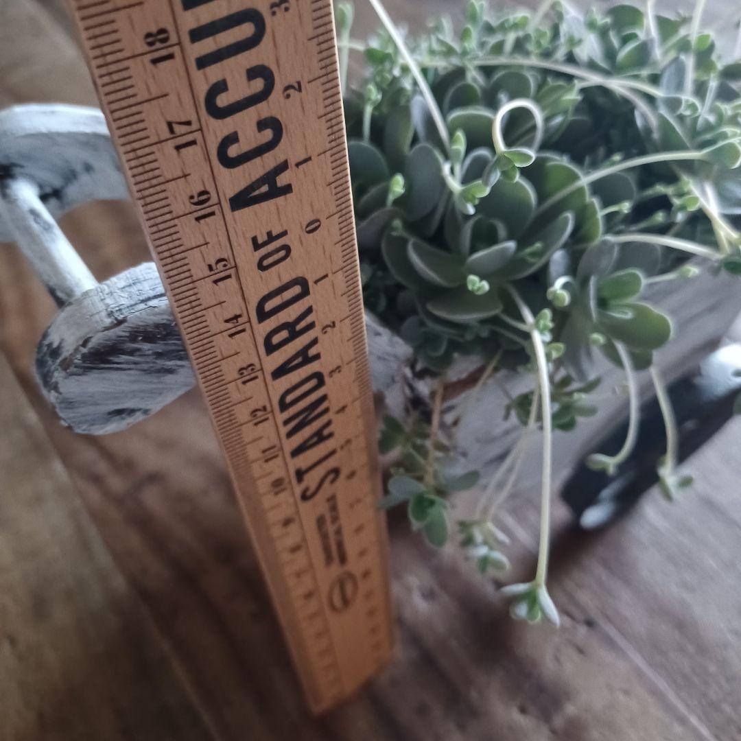 多肉植物 子持ち蓮華 荷車入り