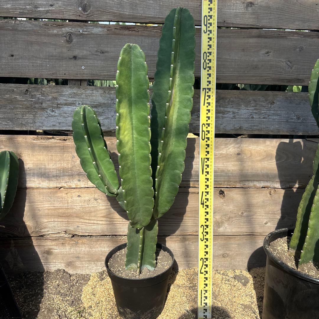 P*o様 売り切越冬済　柱サボテン　鬼面角　発根　ドライガーデン　ロストラータ