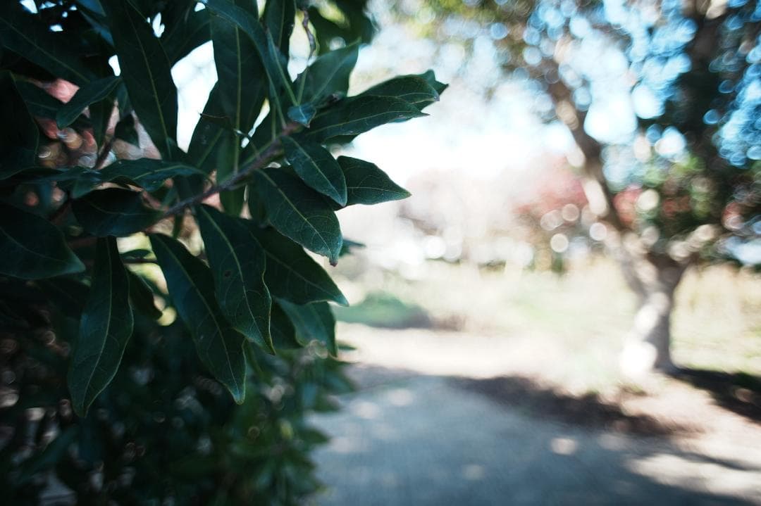 【整備＆テスト済】Canon FD 24mm F2.8 S.S.C 277