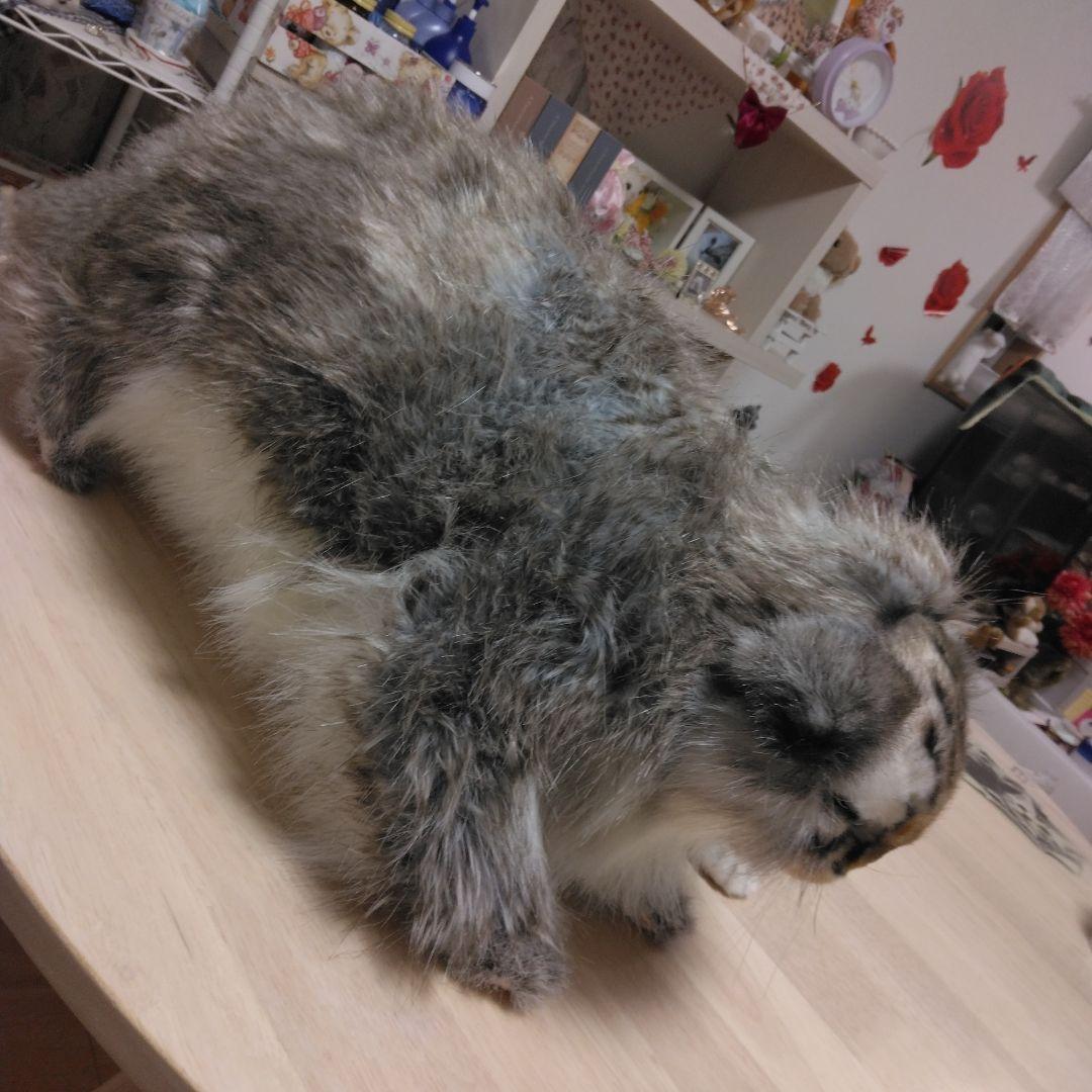 ハンサリアルマヌルネコぬいぐるみセット 大小