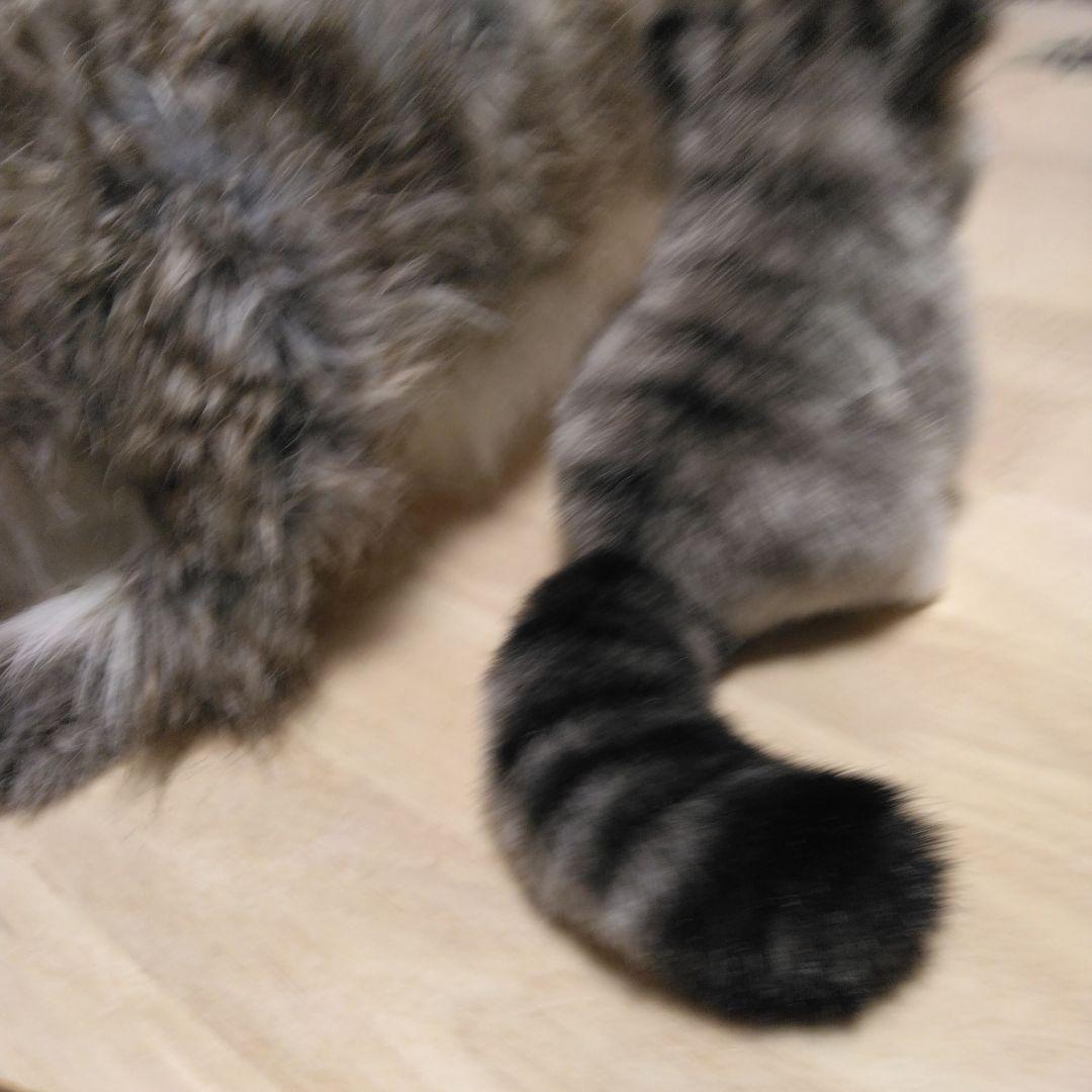 ハンサリアルマヌルネコぬいぐるみセット 大小