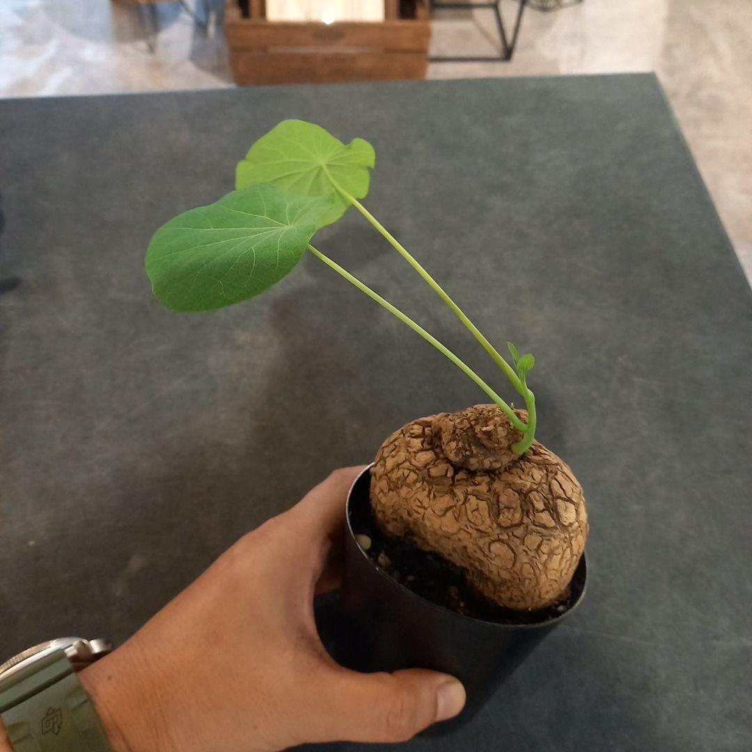 td&k*ᕷ˖°様確認用