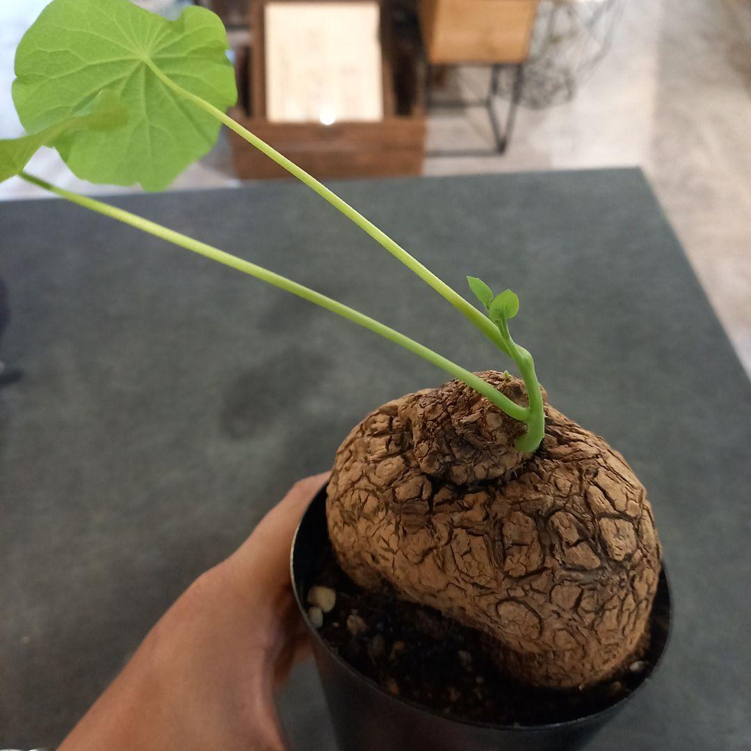 td&k*ᕷ˖°様確認用