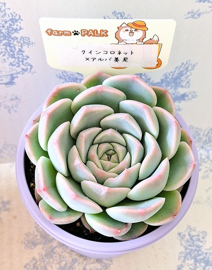 クインコロネット×アルバ美尼札付きポットごとメルカリ便ファームパルクさん苗