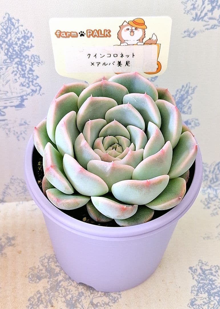 クインコロネット×アルバ美尼札付きポットごとメルカリ便ファームパルクさん苗