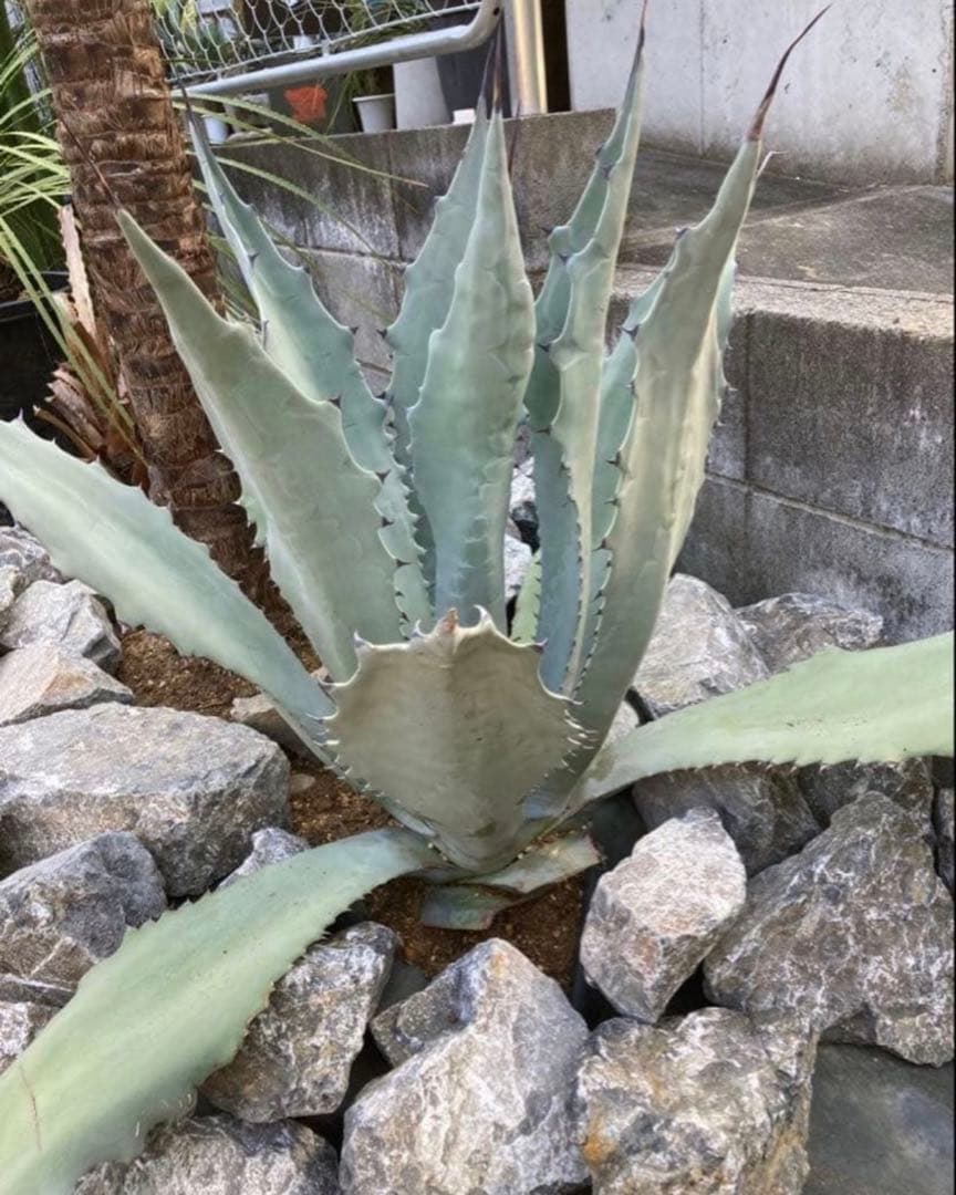 引き取り又は配達　割栗石2t◇庭石ドライガーデン砂利　砂ロックガーデンミカモ石