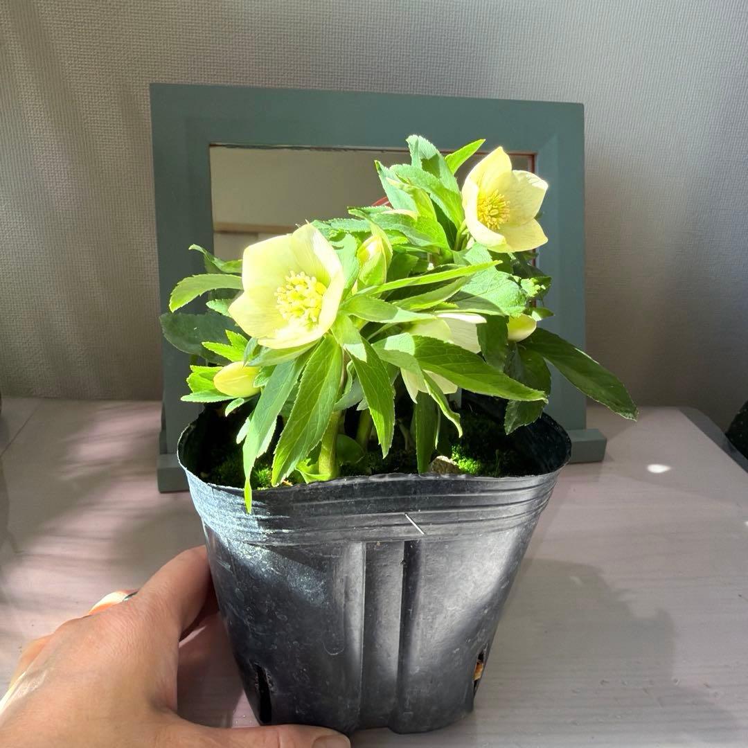 ぴ*ん様 【横山園芸】クリスマスローズ ベビードール（プチドール）《1/11》ホ