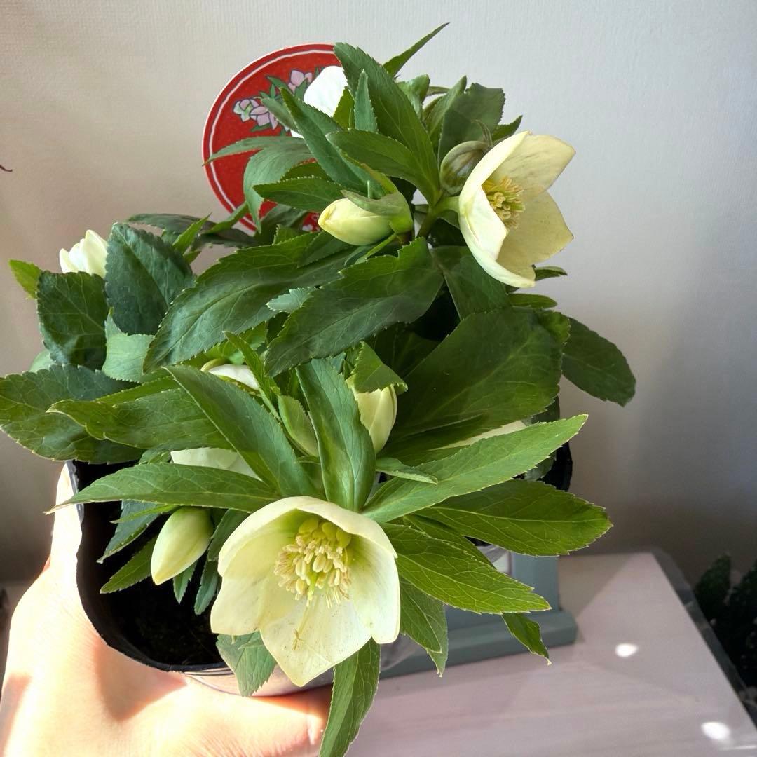 ぴ*ん様 【横山園芸】クリスマスローズ ベビードール（プチドール）《1/11》ホ