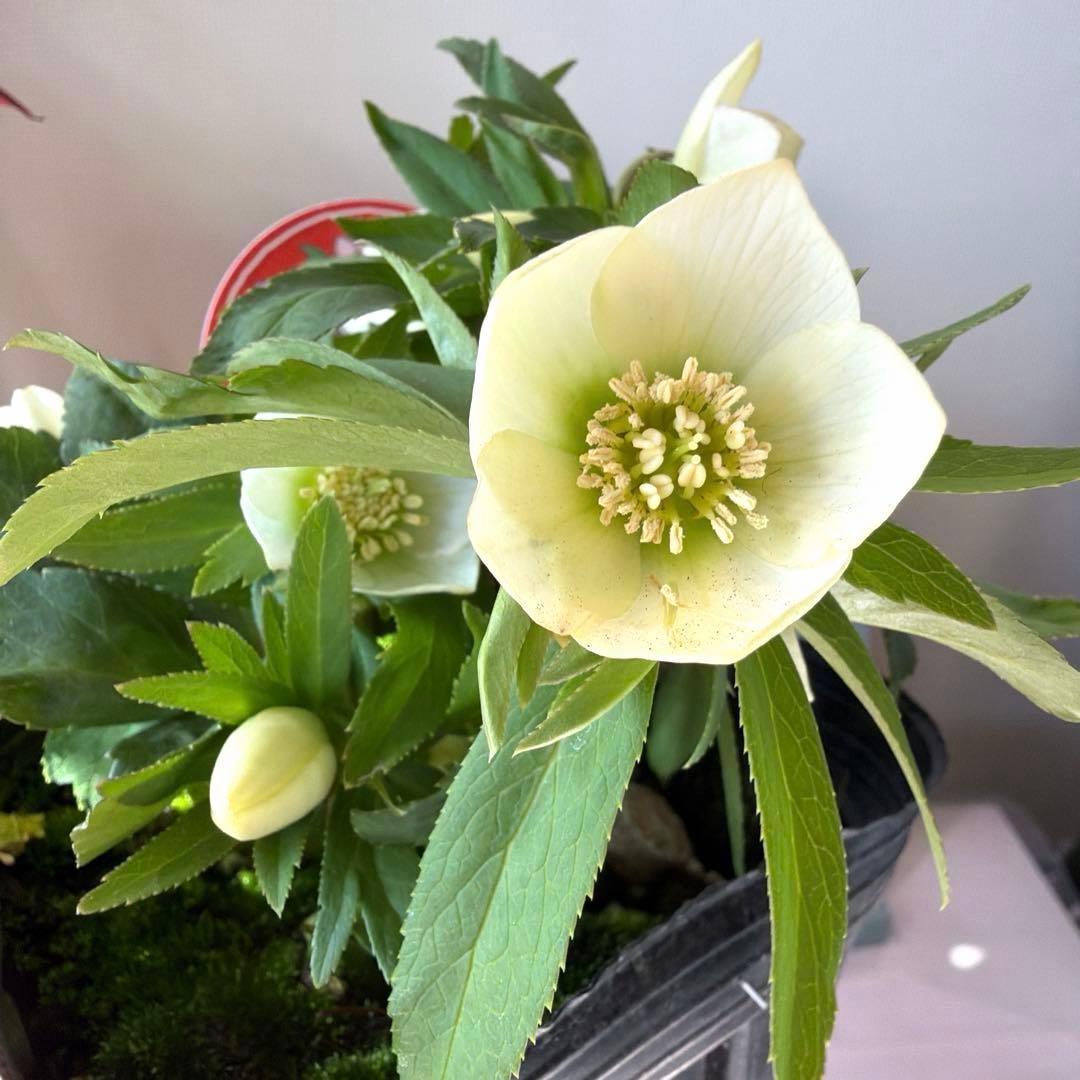 ぴ*ん様 【横山園芸】クリスマスローズ ベビードール（プチドール）《1/11》ホ