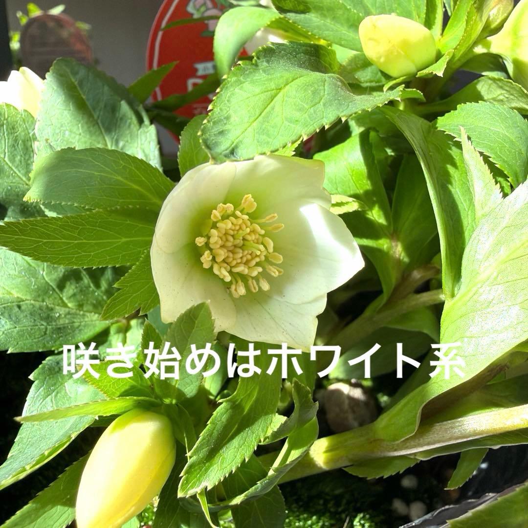 ぴ*ん様 【横山園芸】クリスマスローズ ベビードール（プチドール）《1/11》ホ