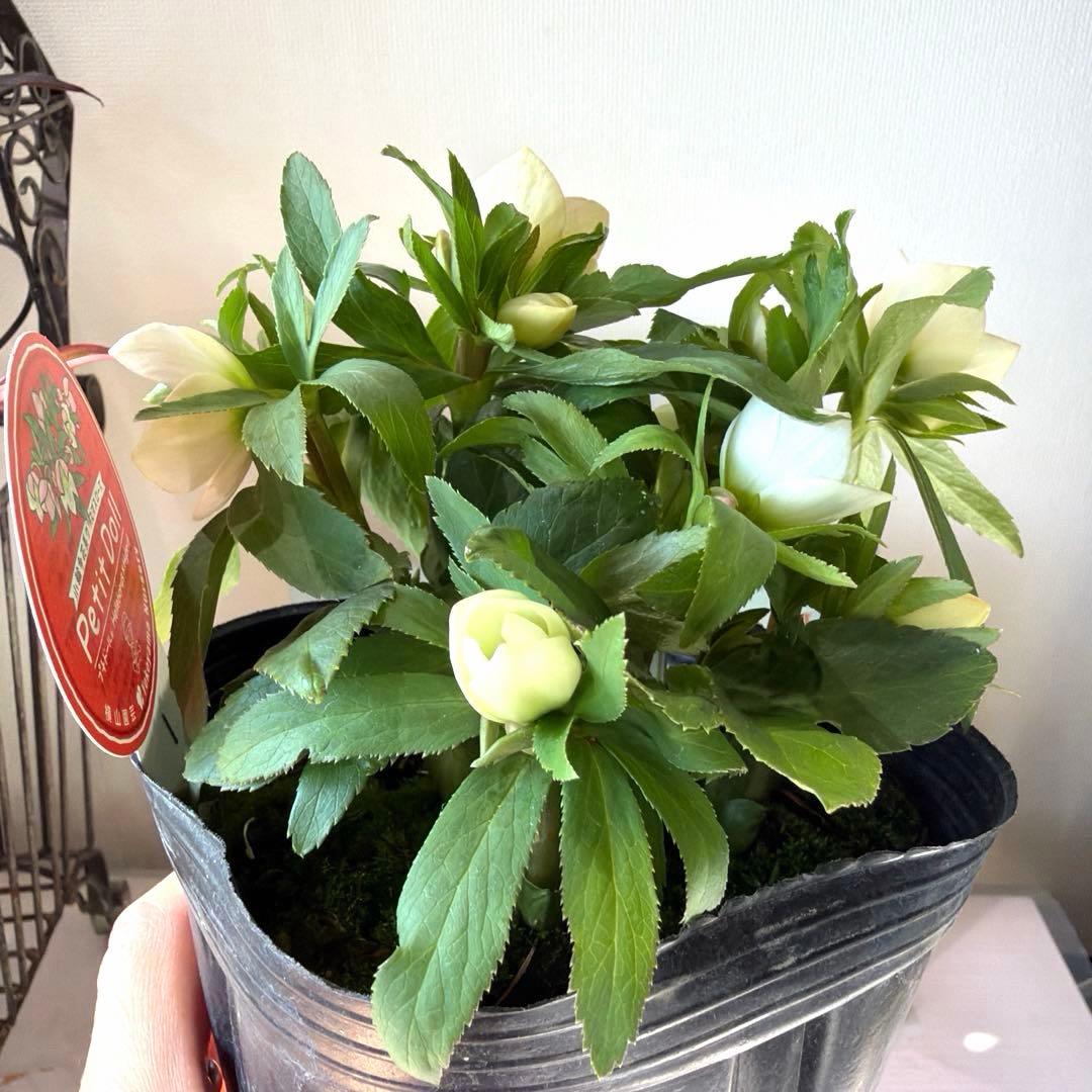 ぴ*ん様 【横山園芸】クリスマスローズ ベビードール（プチドール）《1/11》ホ