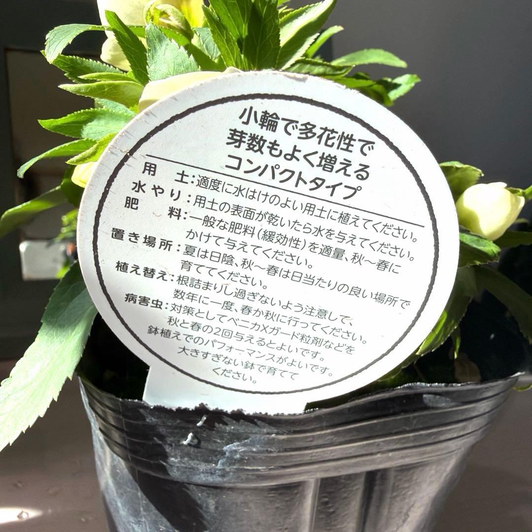 ぴ*ん様 【横山園芸】クリスマスローズ ベビードール（プチドール）《1/11》ホ