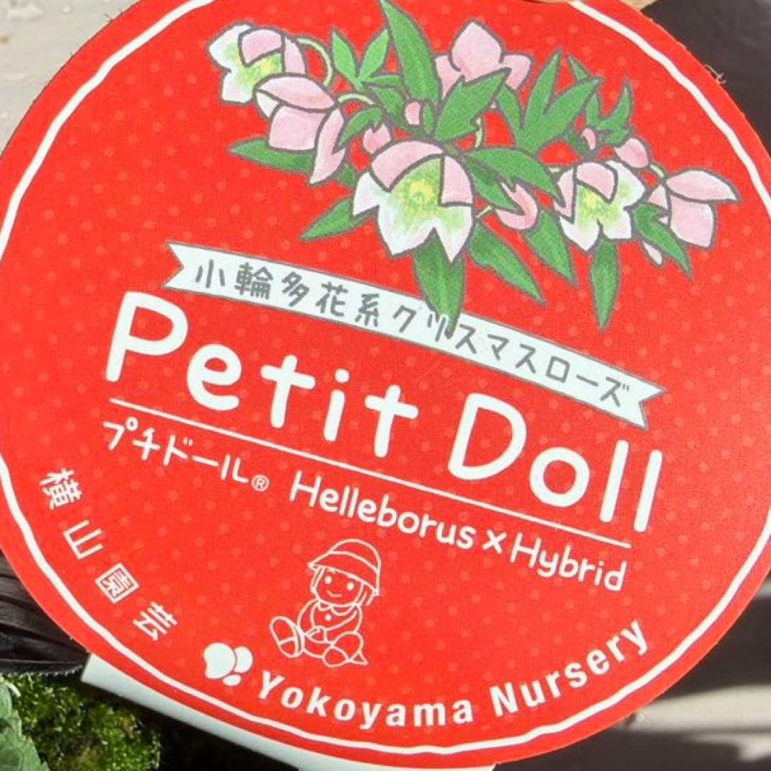 ぴ*ん様 【横山園芸】クリスマスローズ ベビードール（プチドール）《1/11》ホ