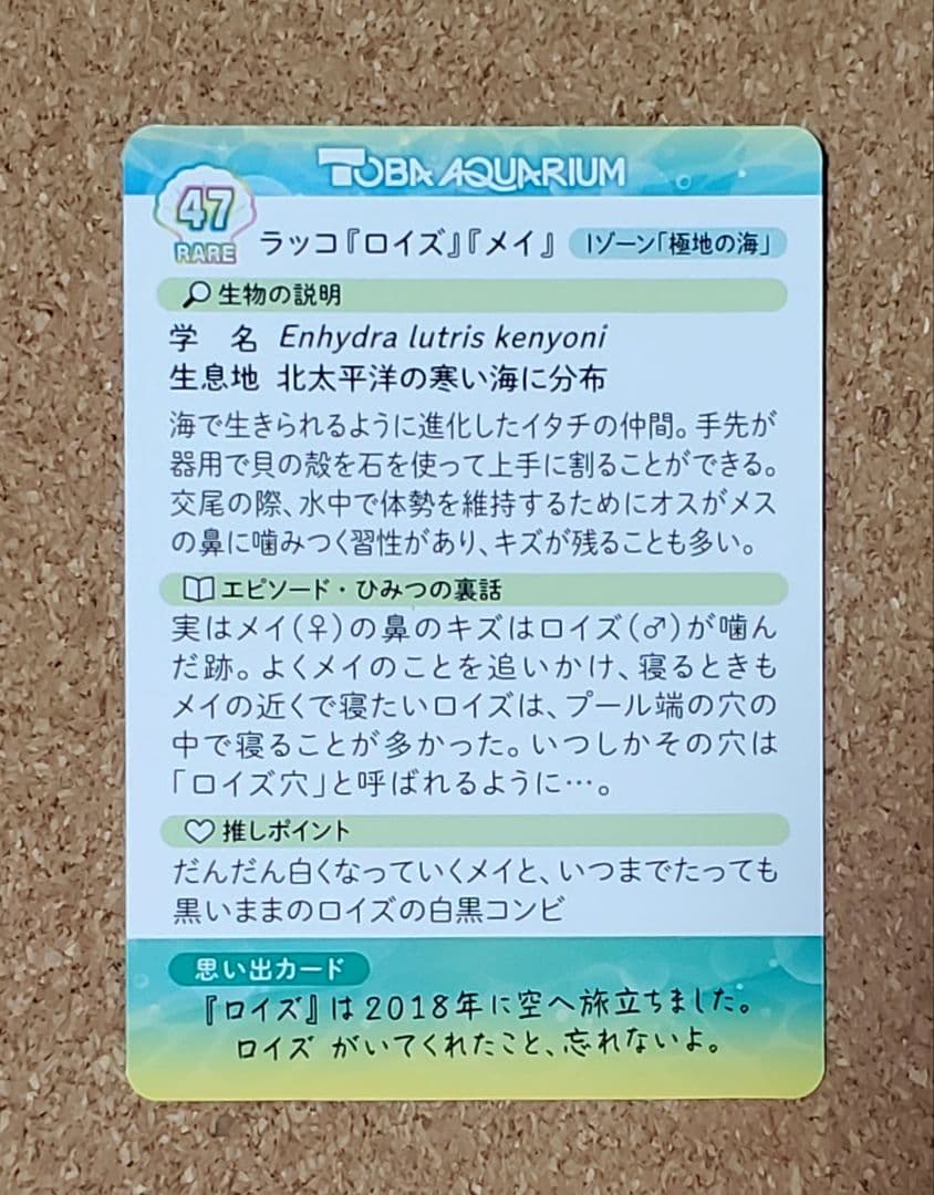 【激レア】鳥羽水族館 コレクションカード第2弾 ラッコ ロイズ メイ