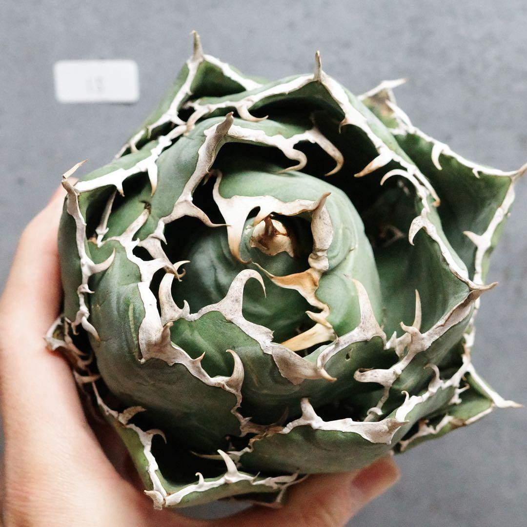 アガベ　チタノタ　オテロイ　白鯨　ワイド　太鋸歯　ボールタイプ　大株　15