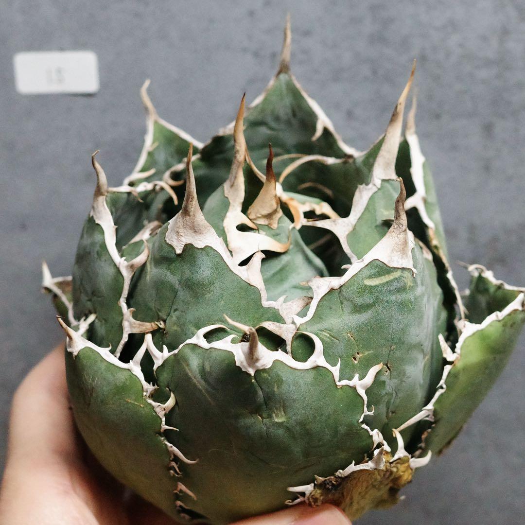 アガベ　チタノタ　オテロイ　白鯨　ワイド　太鋸歯　ボールタイプ　大株　15