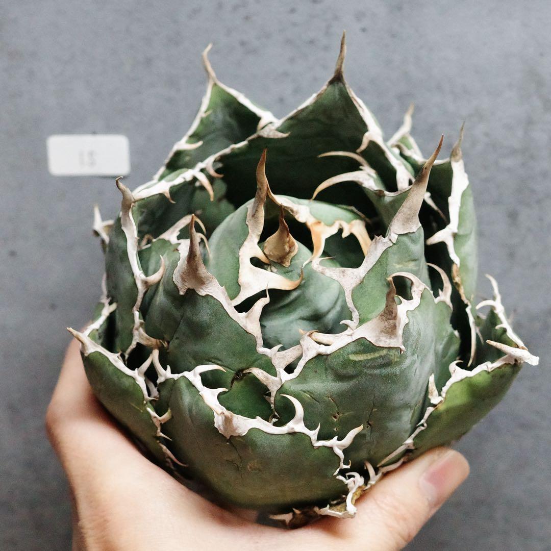 アガベ　チタノタ　オテロイ　白鯨　ワイド　太鋸歯　ボールタイプ　大株　15