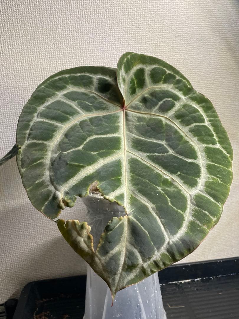 M*R様 アンスリウム　ミシェル x クリスタリナム　ダイヤモンド　親株級